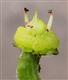  Flower ( calyx and corolla removed) with 2 fertile stamens and 6 sterile stamens